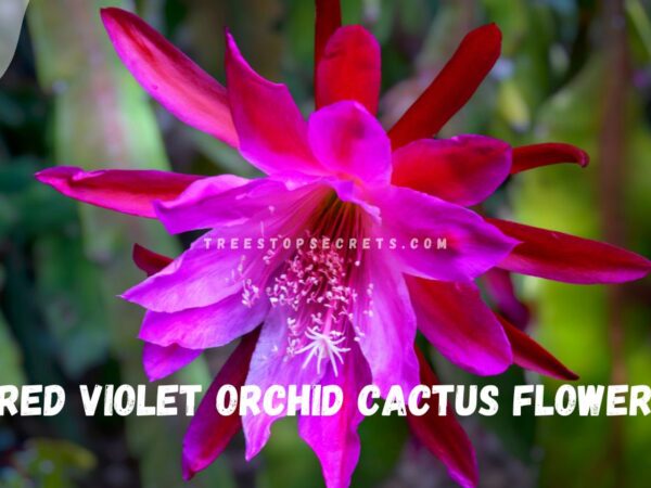 Orchid Cactus Flower Care: Ultimate Guide