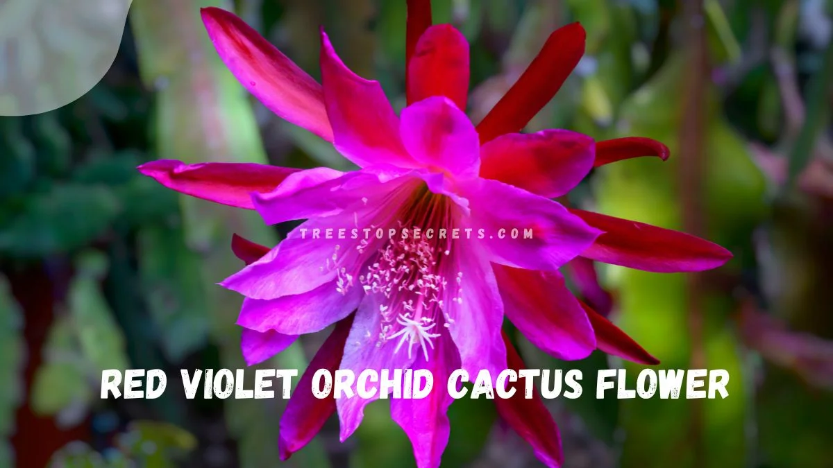Orchid Cactus Flower Care: Ultimate Guide
