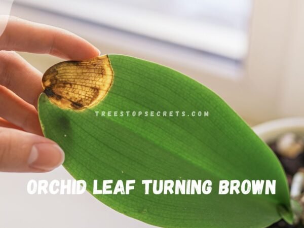 Orchid Leaf Turning Brown: Causes & Solutions