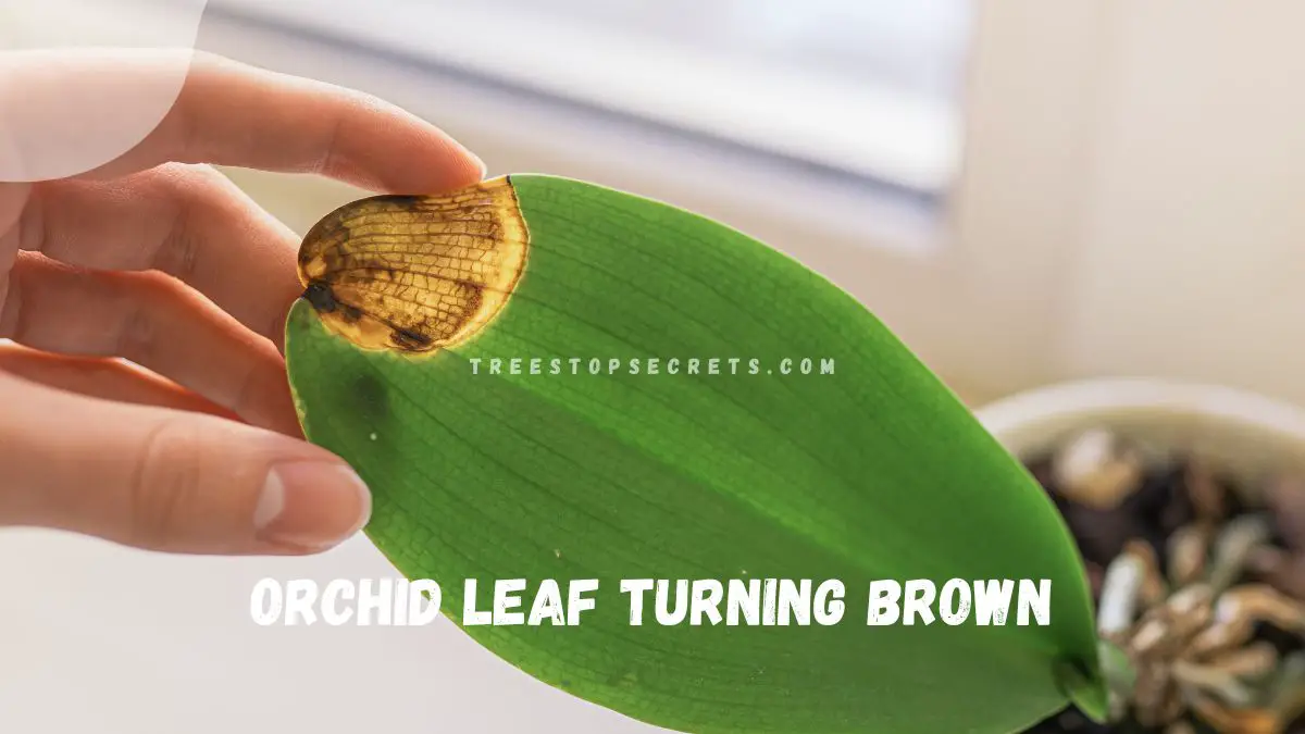 Orchid Leaf Turning Brown: Causes & Solutions