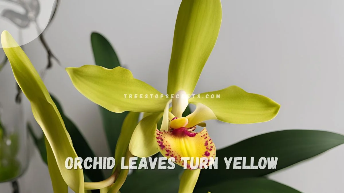 Orchid Leaves Turn Yellow: Unhealthy Signs to Watch For