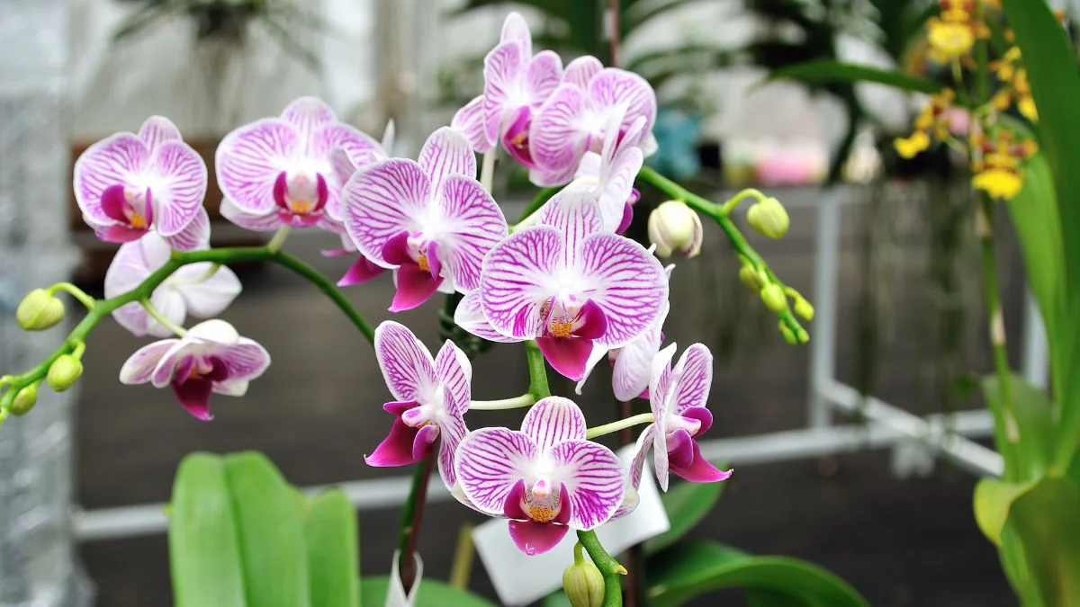 Orchid Medium Guide: Planting Tips & Techniques