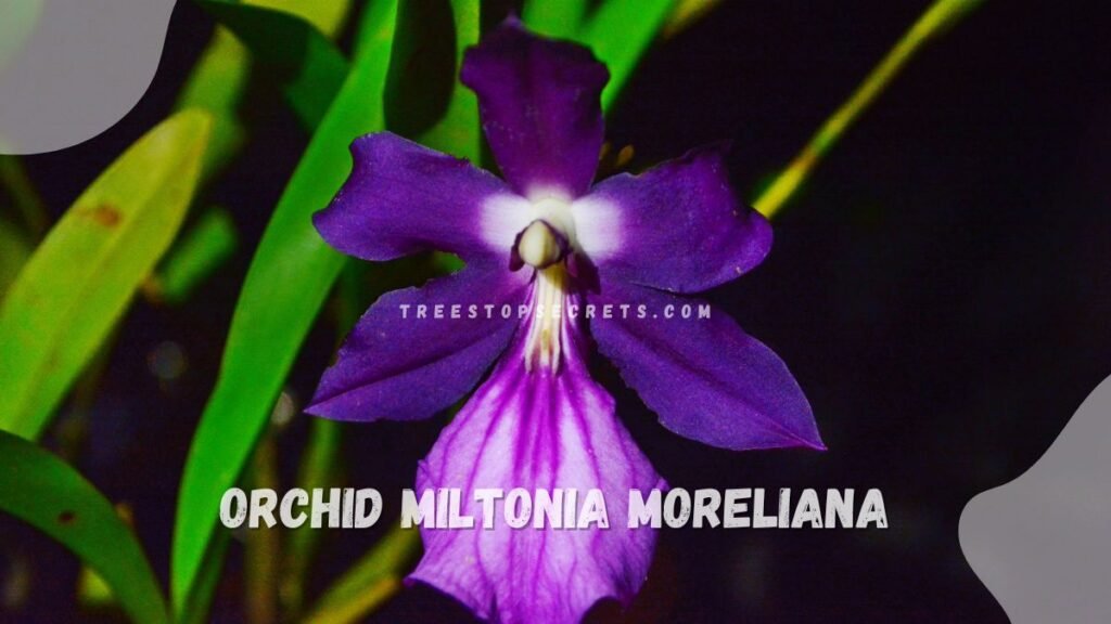 Orchid Miltonia Moreliana