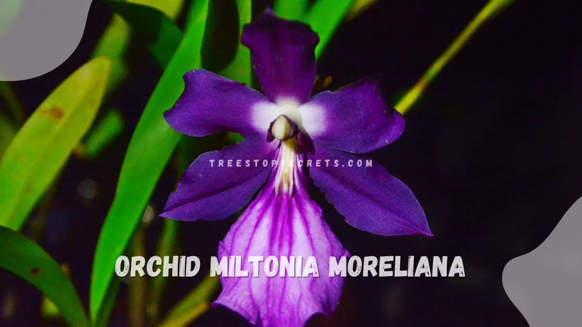 Orchid Miltonia Care Light, Temp, Water, Humidity Guide
