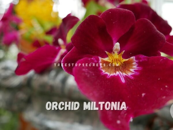 Orchid Miltonia Care: Light, Temp, Water, Humidity Guide