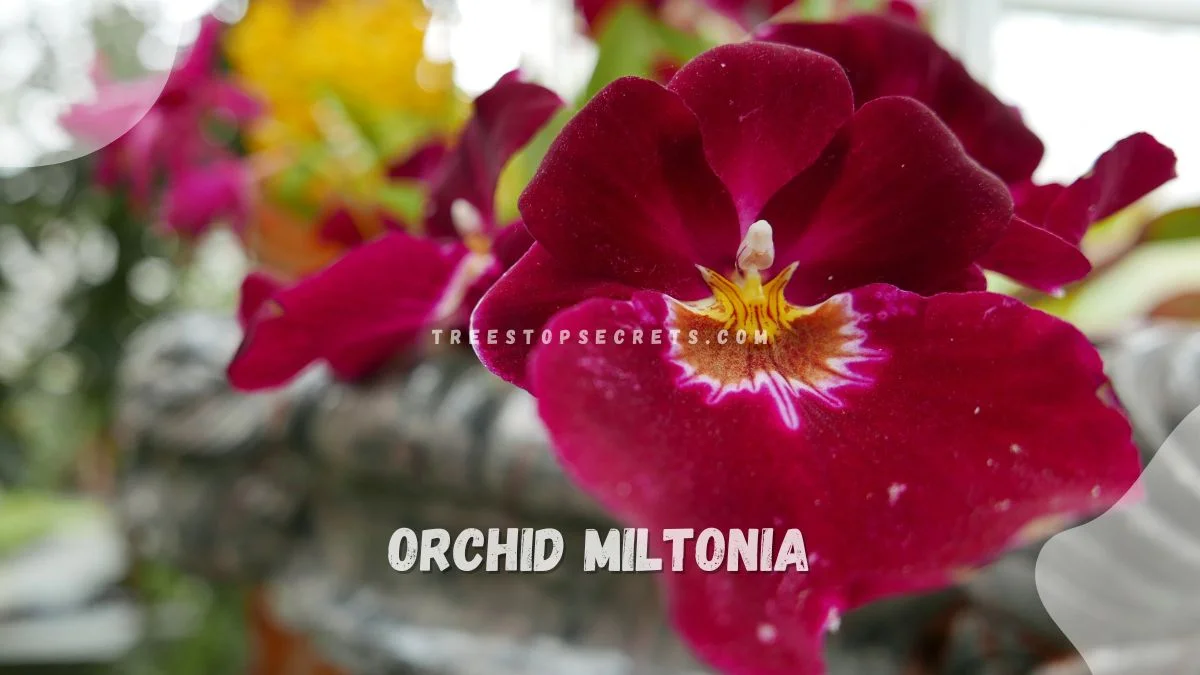 Orchid Miltonia Care: Light, Temp, Water, Humidity Guide