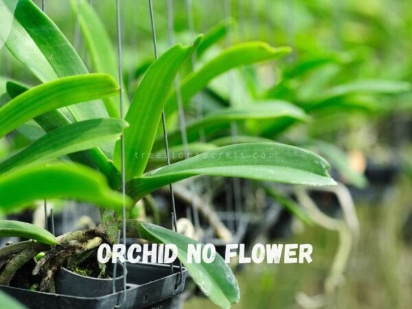 Orchid No Flower: Factors Behind Blooming Halt