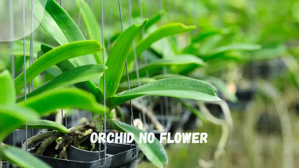 Orchid No Flower: Factors Behind Blooming Halt