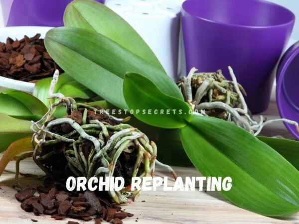 Orchid Replanting: Step-by-Step Guide