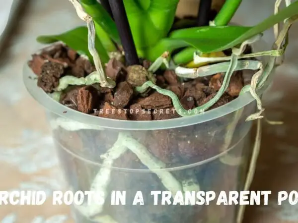 Orchid Roots Growing Out of Pot: Signs for Repotting