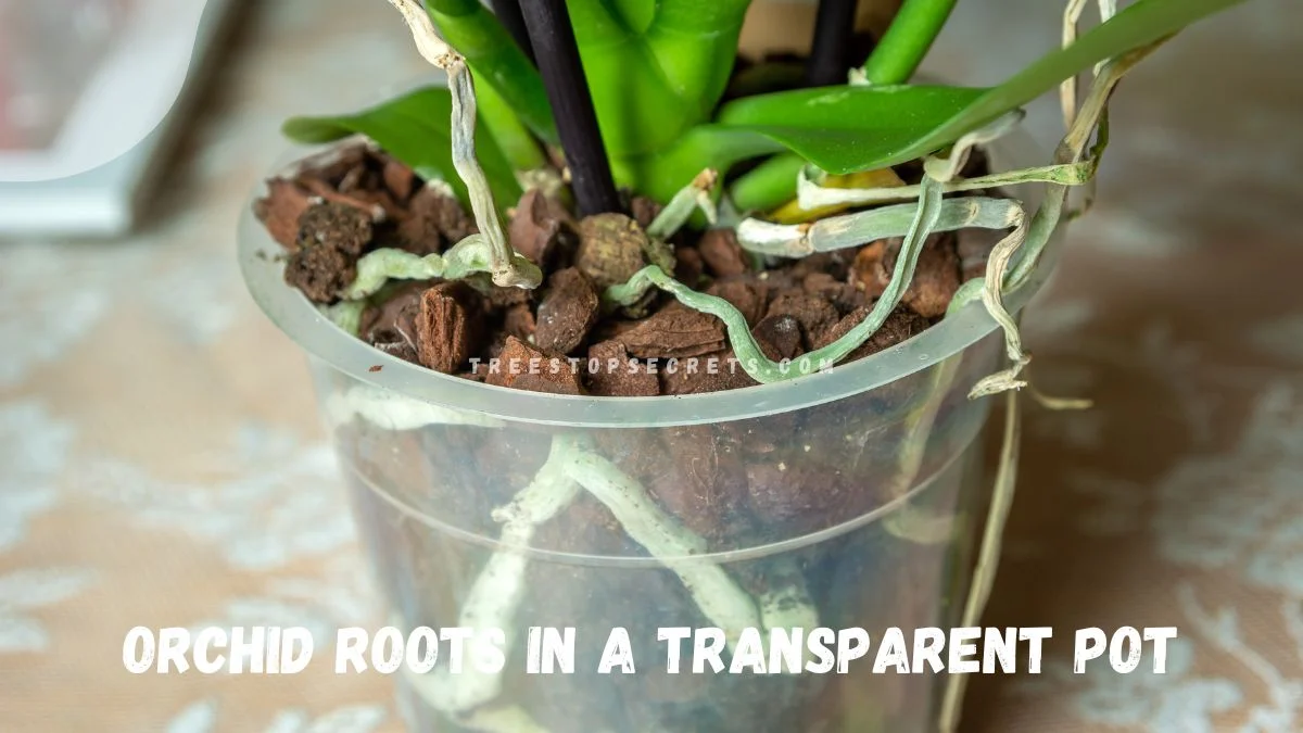 Orchid Roots Growing Out of Pot: Signs for Repotting