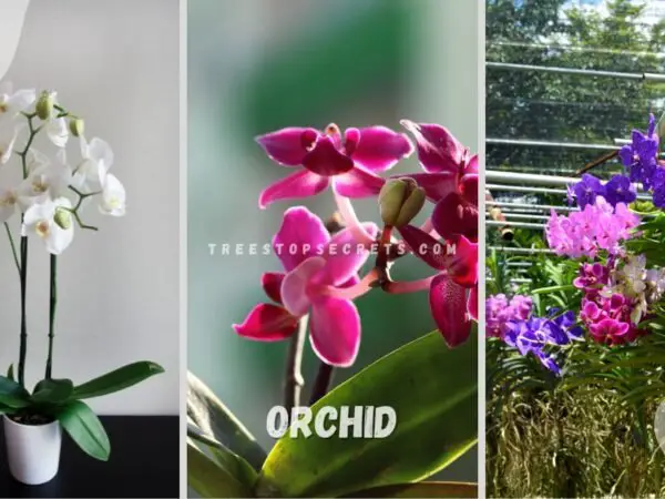 Orchid Smell Revealed: Unveiling Enigmatic Scents