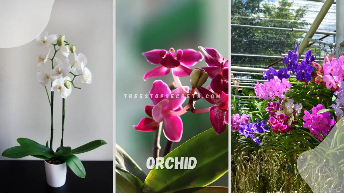 Orchid Smell Revealed: Unveiling Enigmatic Scents