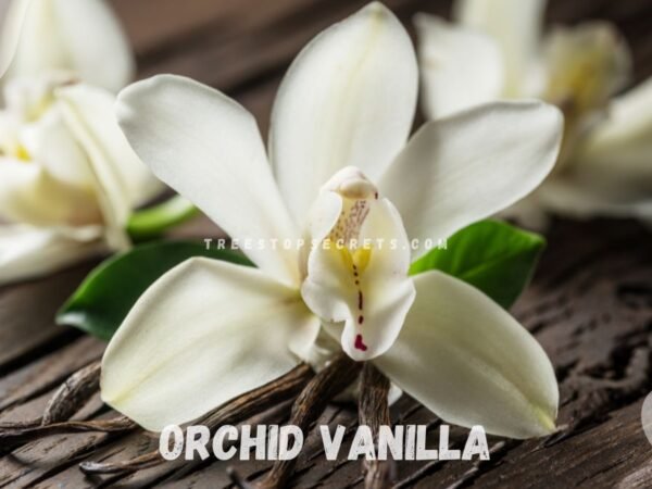 Orchid Vanilla: Essential Cultivation Insights
