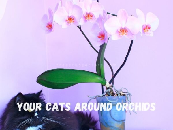 Orchids Cats Toxic: Dangers for Your Feline Friends