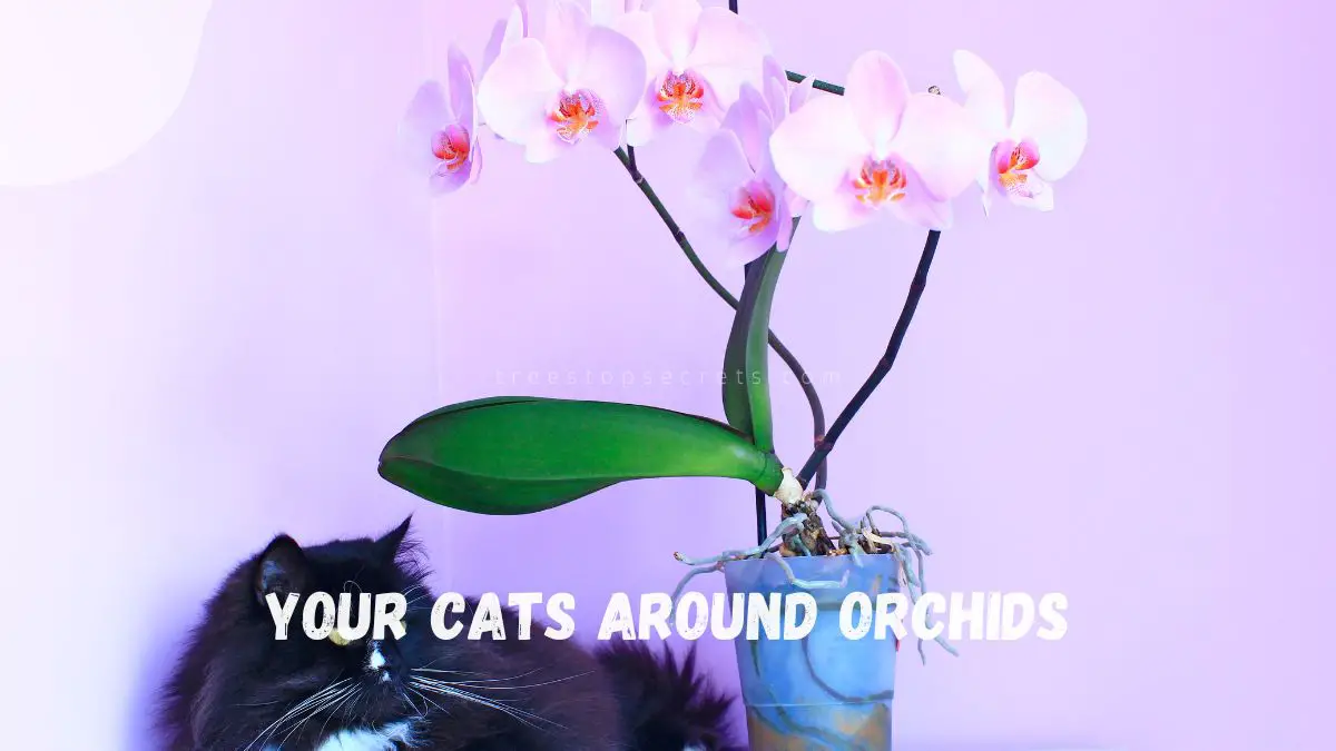 Orchids Cats Toxic: Dangers for Your Feline Friends