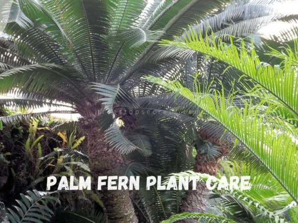 Palm Fern Plant Care: The Ultimate Guide
