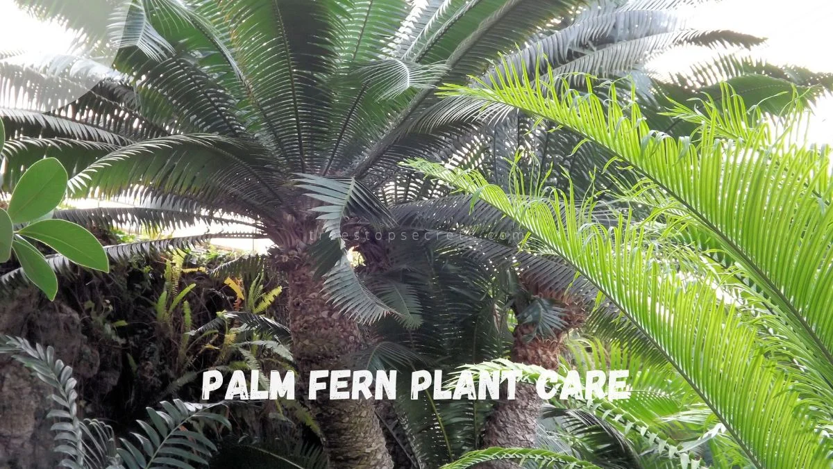 Palm Fern Plant Care: The Ultimate Guide