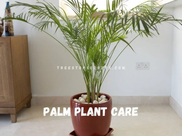 Palm Plant Care: Ultimate Indoor Guide