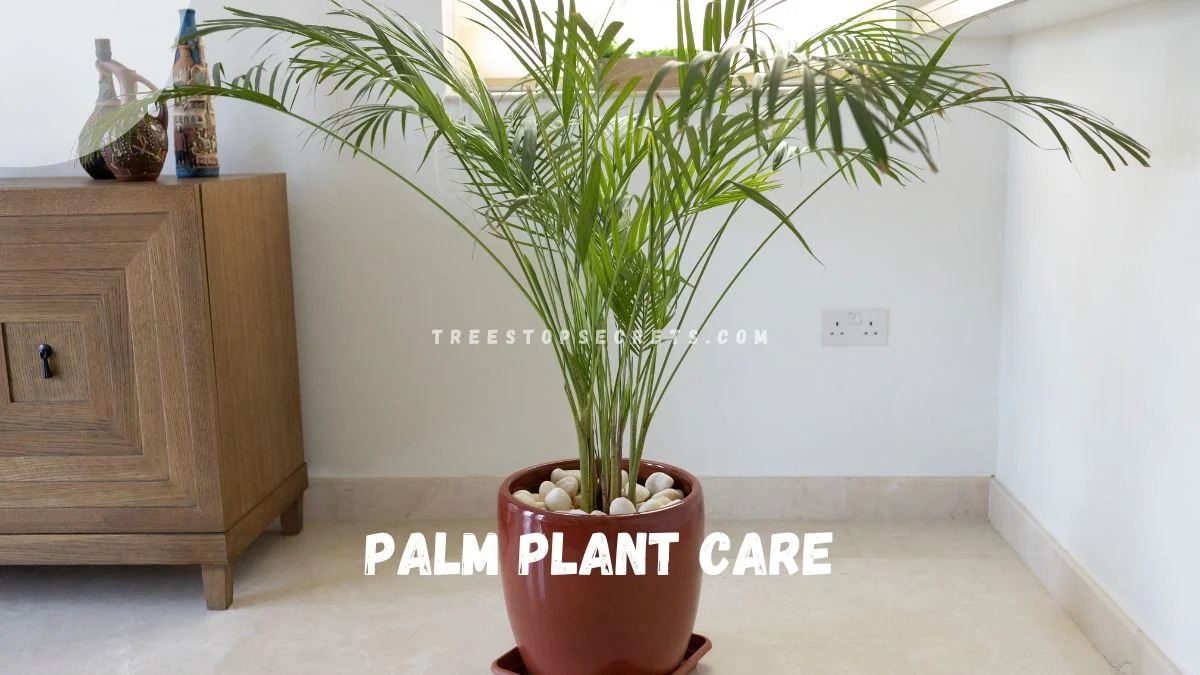 Palm Plant Care: Ultimate Indoor Guide