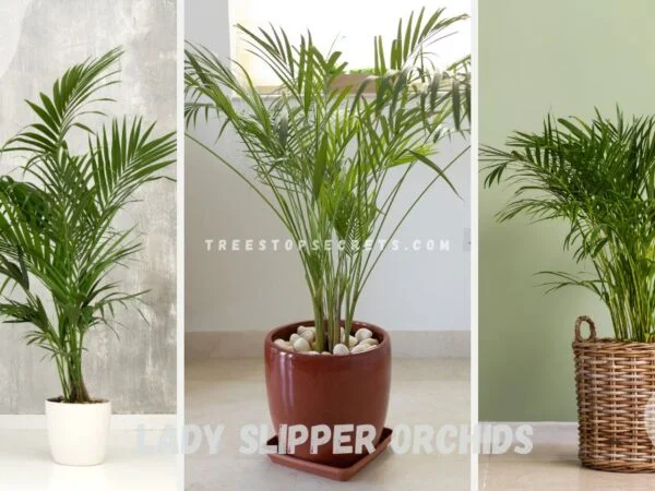 Indoor Palm Plants - Care Guide & Popular Varieties