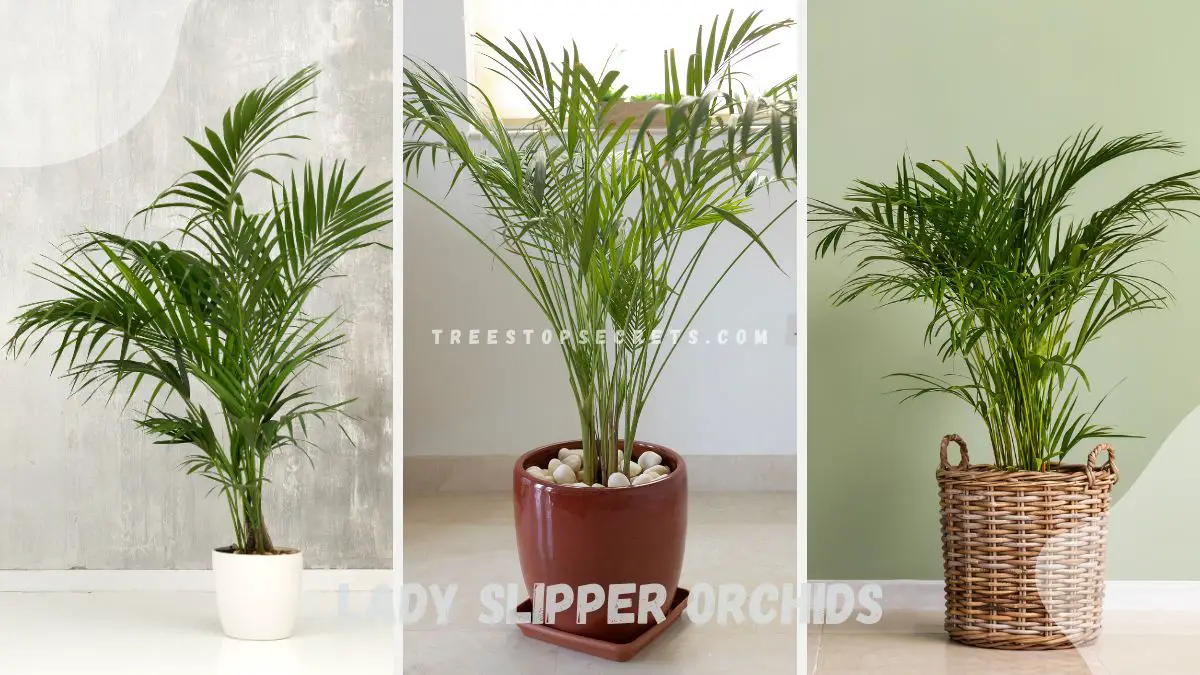 Indoor Palm Plants - Care Guide & Popular Varieties