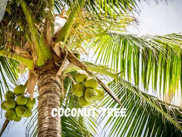 Palm Tree with Coconut: Ultimate Care Guide