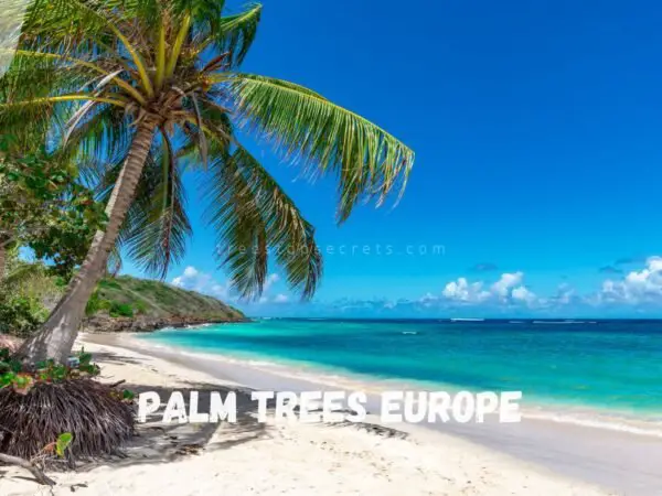 Palm Trees Europe: Unveiling the European Fan Palm
