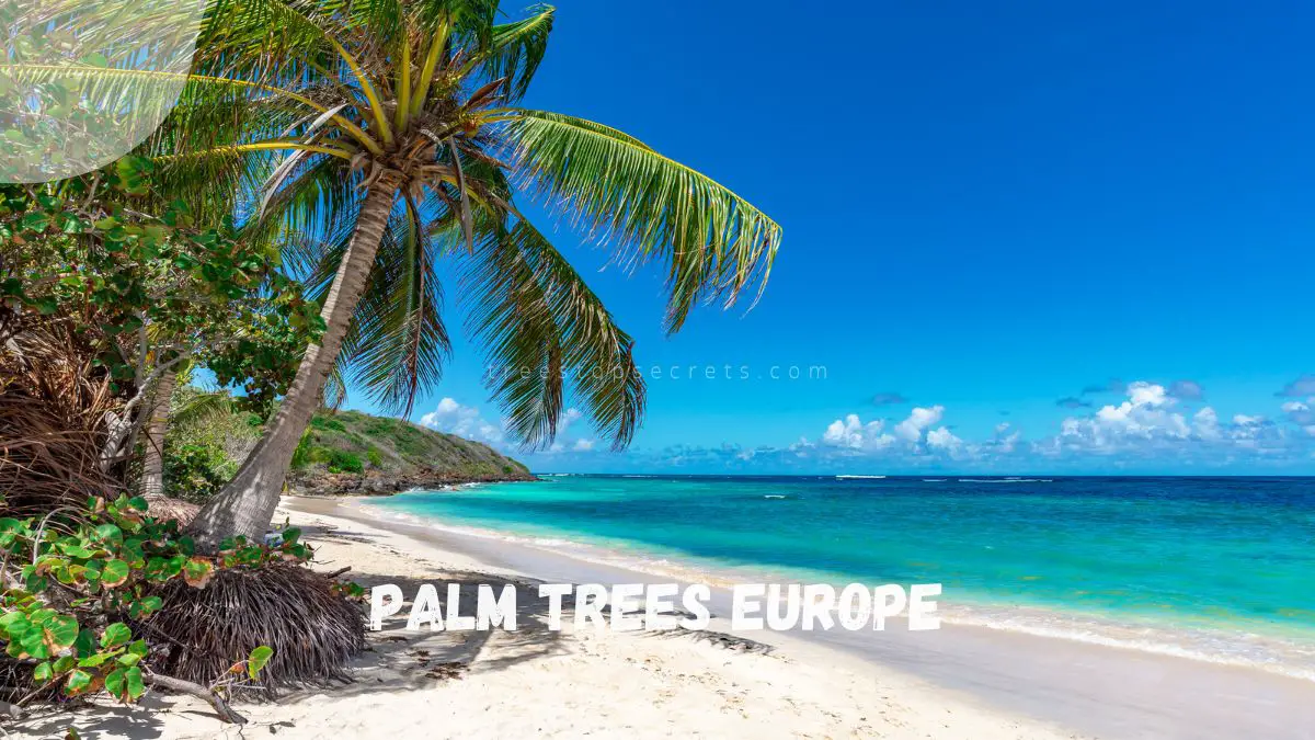 Palm Trees Europe: Unveiling the European Fan Palm