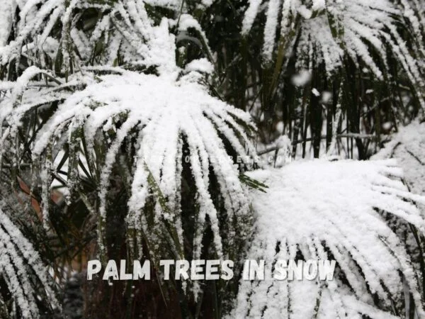 Palm Trees Snow: Winter's Tropical Charm