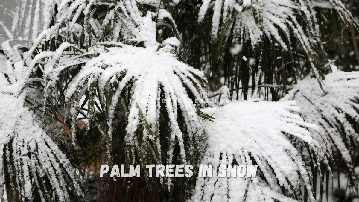 Palm Trees Snow: Winter's Tropical Charm