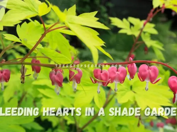 Perennial Shade Plants that Flower: Best Picks for a Lush Garden