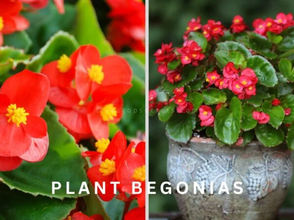 How Do You Plant Begonias: Ultimate Growth & Care Guide