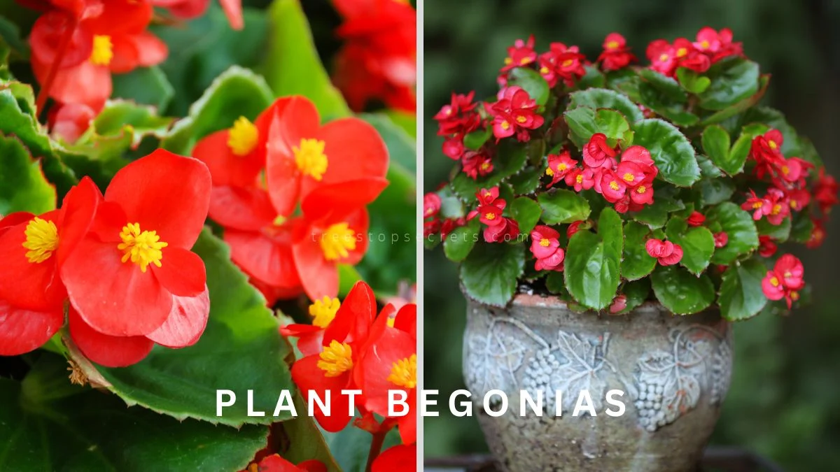 How Do You Plant Begonias: Ultimate Growth & Care Guide