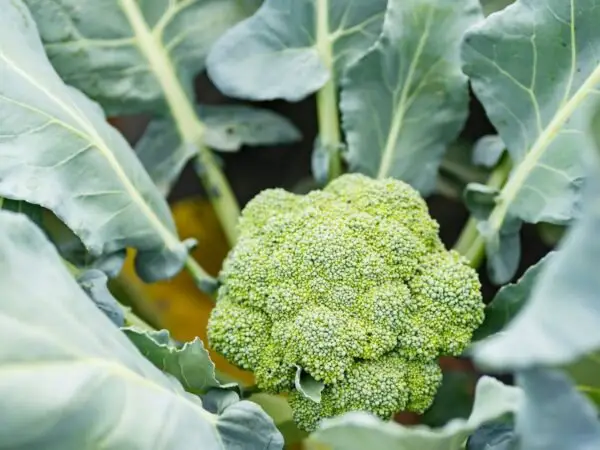 Grow Fresh Broccoli in Containers 🌱 | Beginner-Friendly Guide