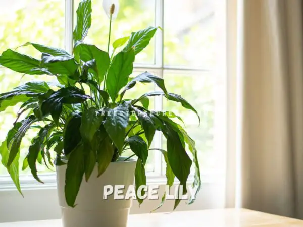 Indoor House Plants Flowers: Blooms for All Levels