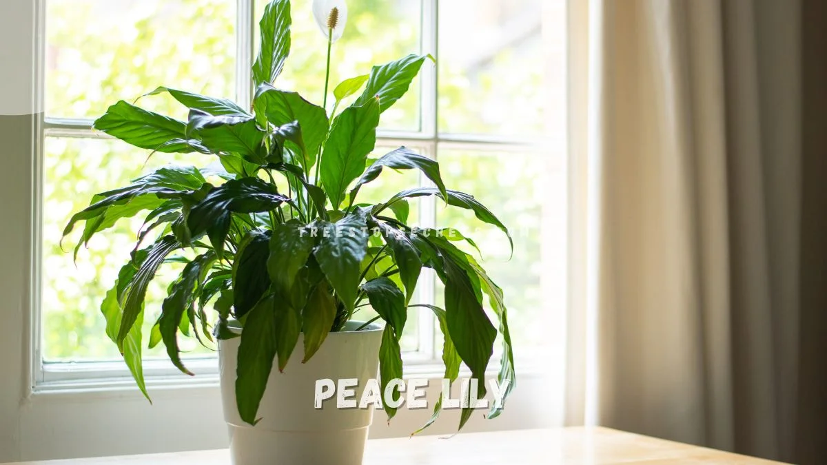 Indoor House Plants Flowers: Blooms For All Levels