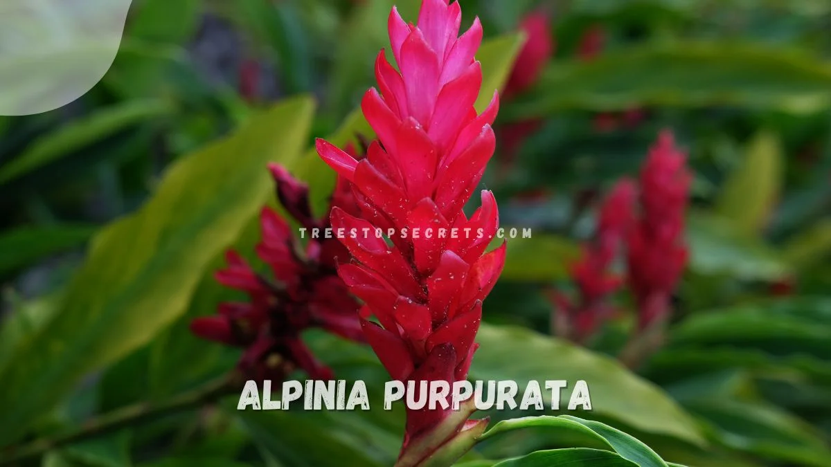 Plant Ginger Flower: Ultimate Guide to Growing & Propagating