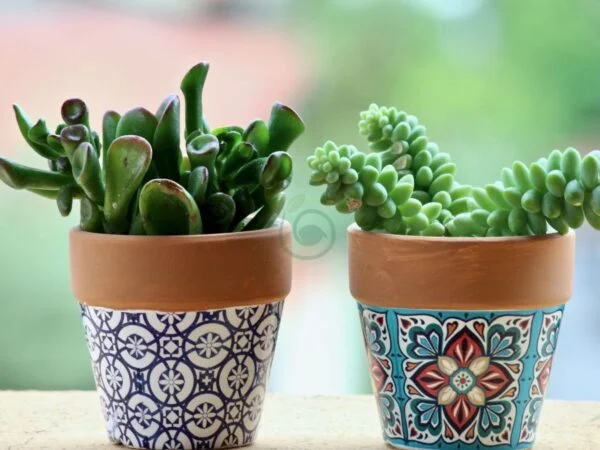 Plant Pot Design: Stylish Pots for Your Plants