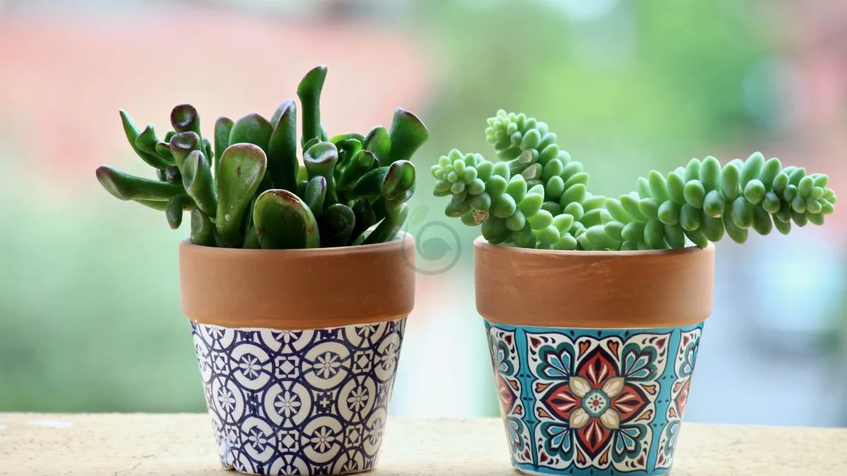 Plant Pot Design: Stylish Pots for Your Plants