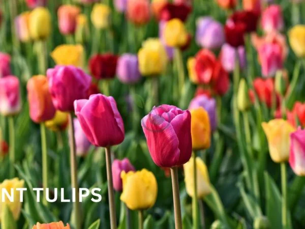 How Do I Plant Tulips: Garden & Pot Tips