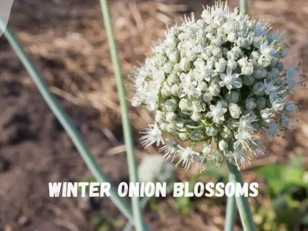 Plant Winter Onions: Your Guide to Growing & Harvesting