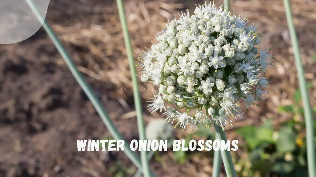 Plant Winter Onions: Your Guide to Growing & Harvesting