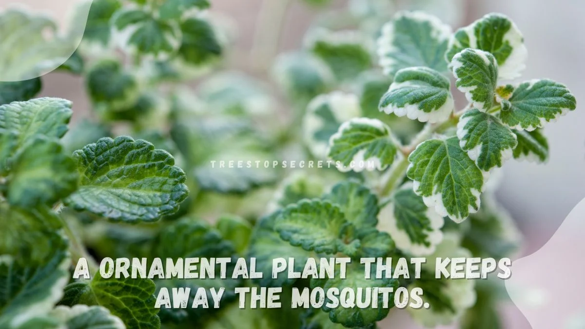Plants That Keep Flies Away: Ultimate Guide