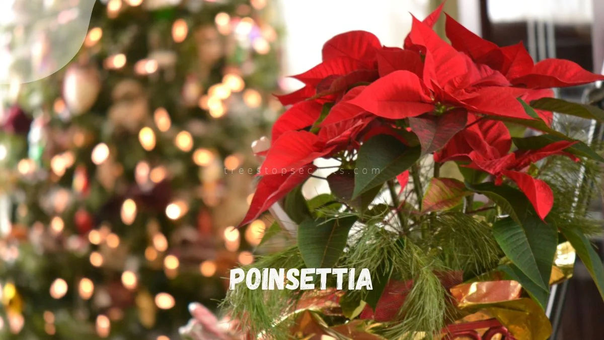 Poinsettia: Symbolism of Traditional Christmas Flowers