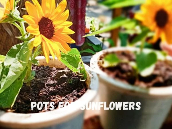 Pots for Sunflowers: Ultimate Guide