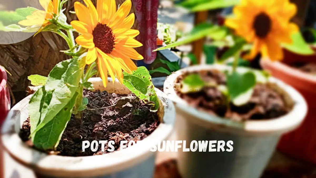 Pots for Sunflowers: Ultimate Guide