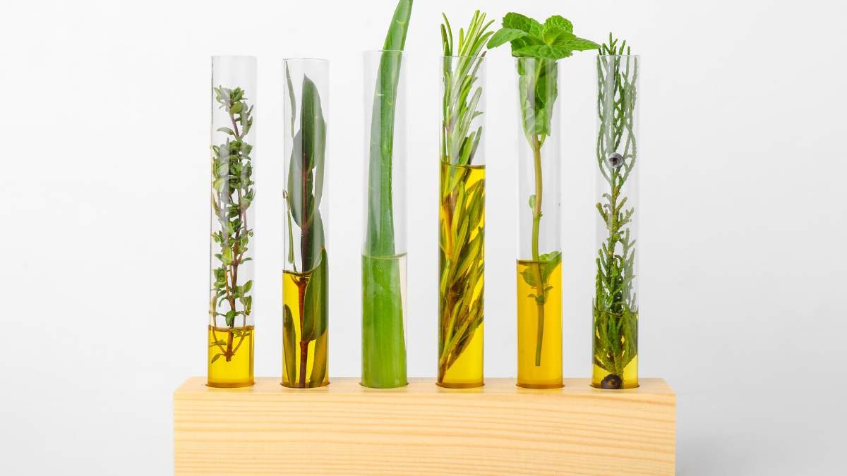 Grow Your Indoor Garden: Propagating Plants in Water Made Simple