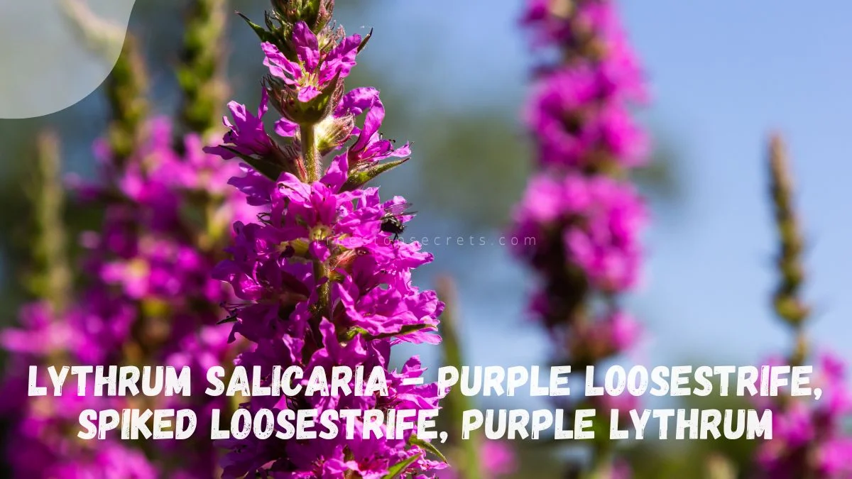 Purple Spiked Flowers: Spike Speedwell 'Purple Majesty'