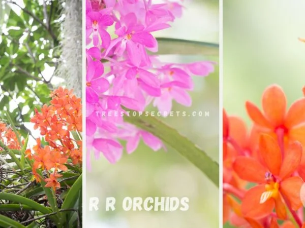 R R Orchids | Orchid Paradise in Loxahatchee Groves